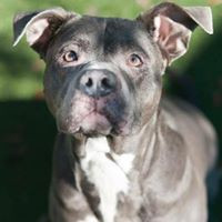 Sniffing Snouts Pit Bull Rescue